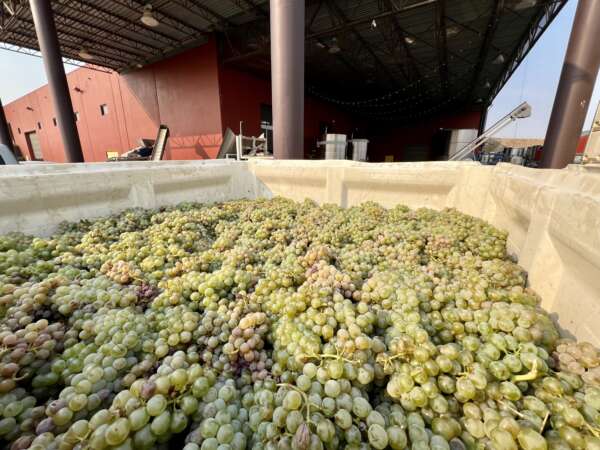 First grapes Bacchus SB