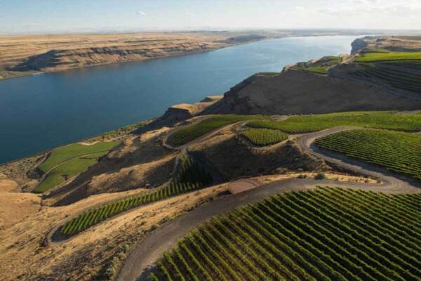 View of vineyard near the Columbia River