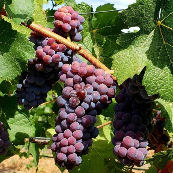 Pinot Gris Hogue Ranch