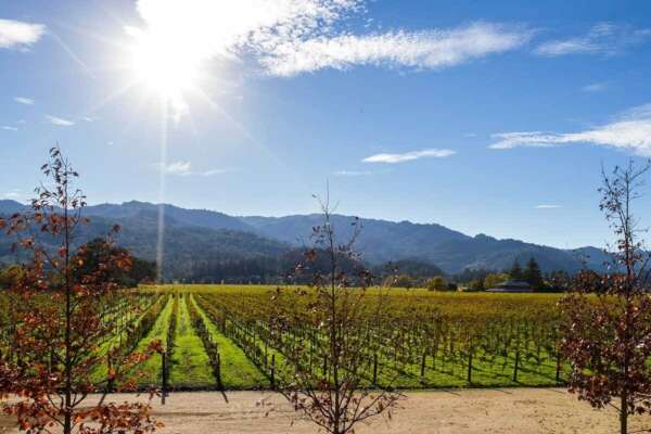Golden leaves in this vineyard in Napa Valley, CA