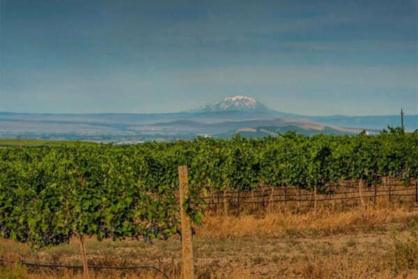 Vineyard with Mt. Rainier, WA in the background.