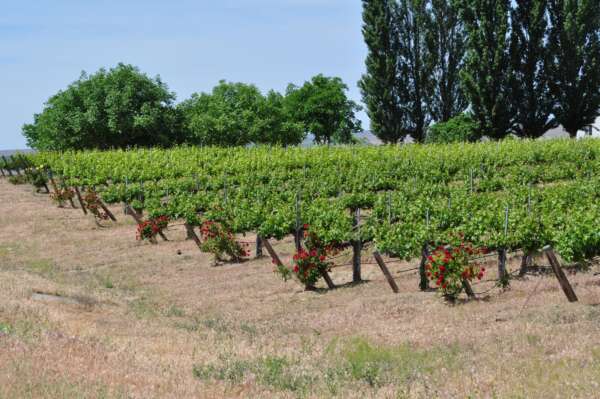 Tapteil Rows Roses