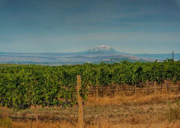 Boushey Mountain