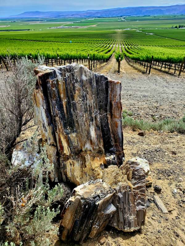Stone Tree Syrah2021