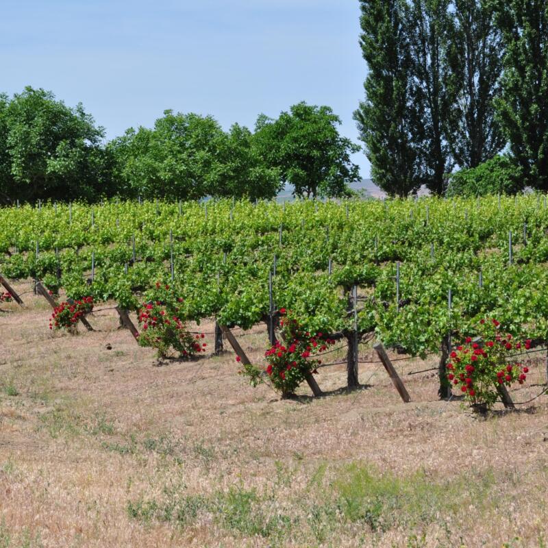 Tapteil Rows Roses