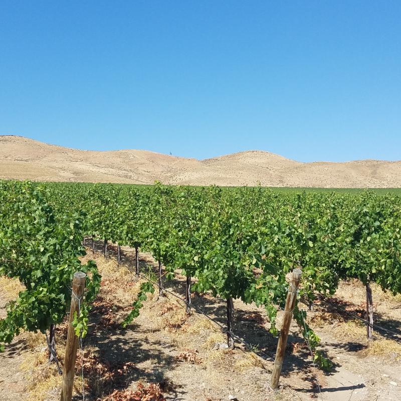 Stone Tree Vineyard